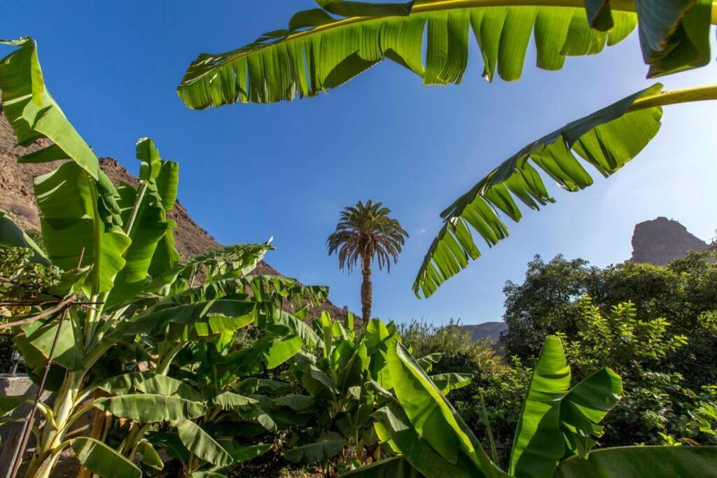 Vivienda Vacacional La Finca Los Palmitos Εξωτερικό φωτογραφία