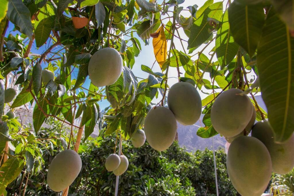 Vivienda Vacacional La Finca Los Palmitos Εξωτερικό φωτογραφία
